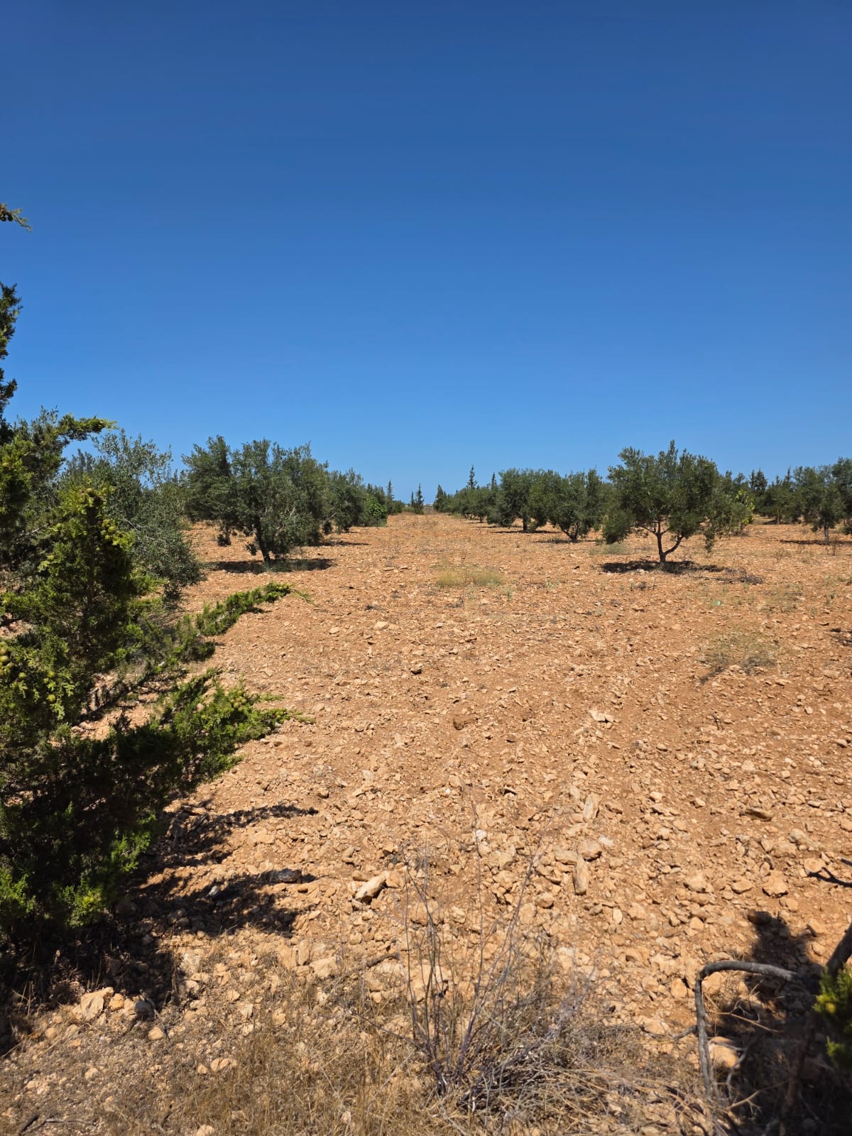 Sidi Bou Ali Kenana Terrain Terrain agricole Terrain agricole 3ha titrs  knena sidi bou ali
