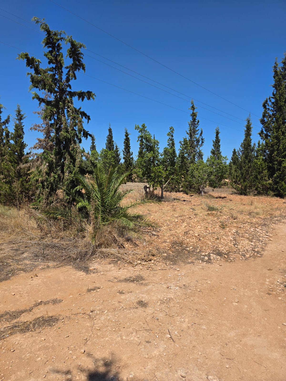 Sidi Bou Ali Kenana Terrain Terrain agricole Terrain agricole 3ha titrs  knena sidi bou ali