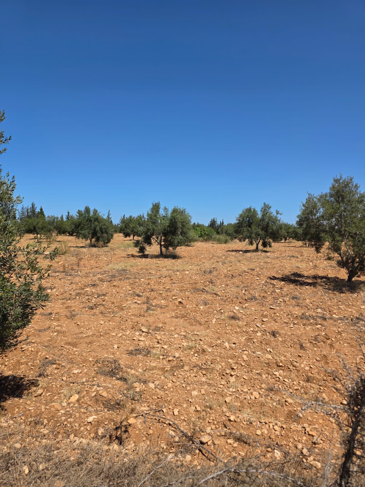 Sidi Bou Ali Kenana Terrain Terrain agricole Terrain agricole 3ha titrs  knena sidi bou ali