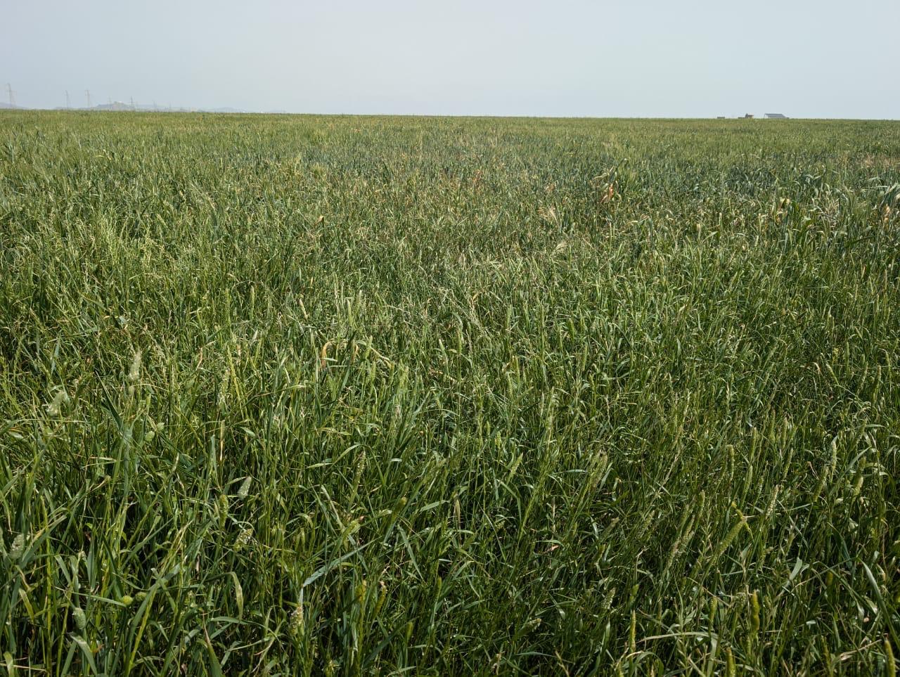 Enfidha El Frada Terrain Terrain agricole Terrain agricole nue 12 ha enfidha