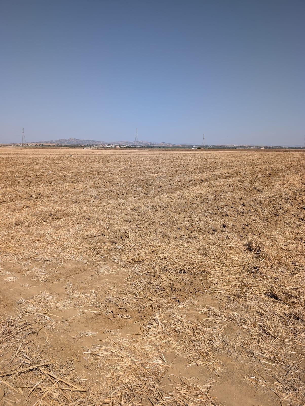 Enfidha El Frada Terrain Terrain agricole Terrain agricole nue 12 ha enfidha