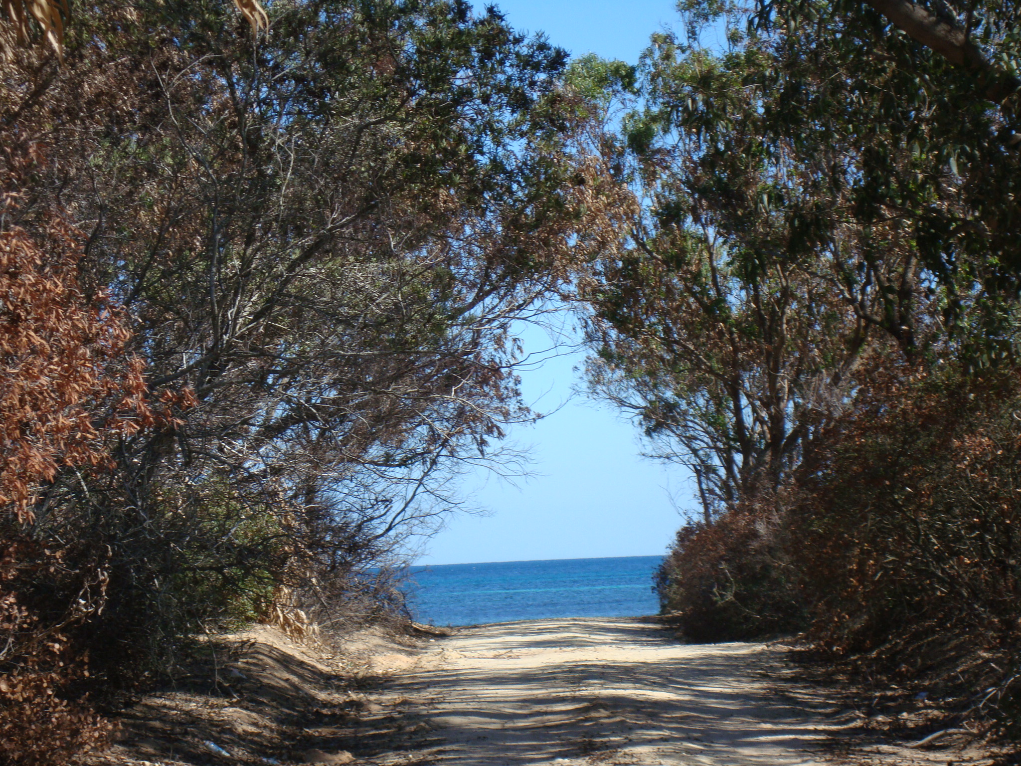 Kelibia Dar Allouche Terrain Terrain nu Opportunit inoubliable pour  les investisseurs