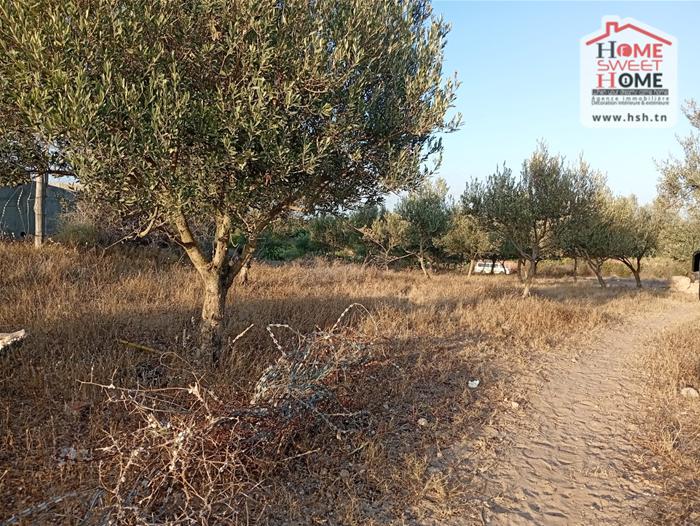 Soliman Cherifate Terrain Terrain agricole Ferme raya  soliman