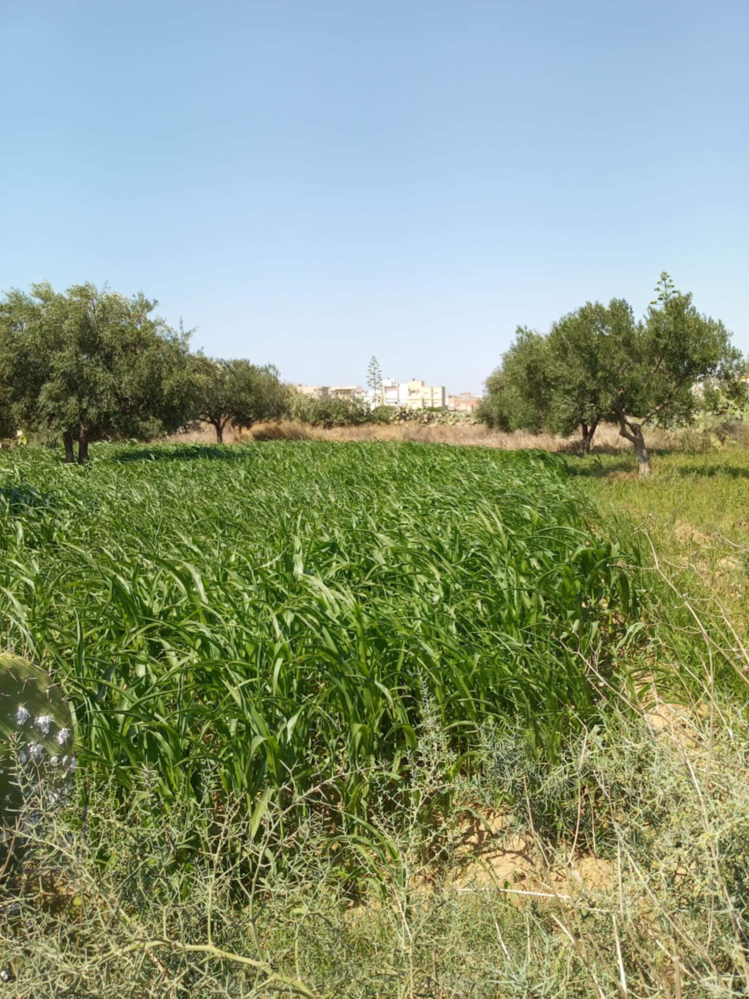 Dar Chaabane Elfehri Dar Chaabane Plage Terrain Terrain nu Terrain  vocation habitation