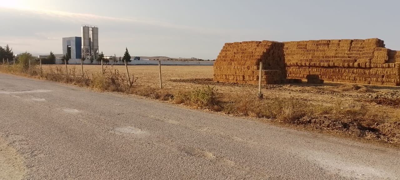 Sidi Thabet Chorfech 24 Vente Autre Terrain agricole irrigu