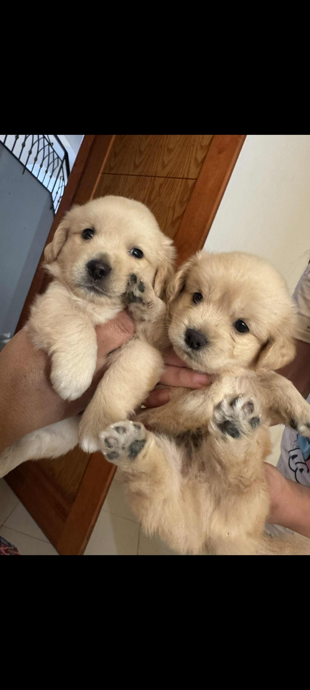 Ezzahra Ezzahra Chiens Autre Chiots bichon beige