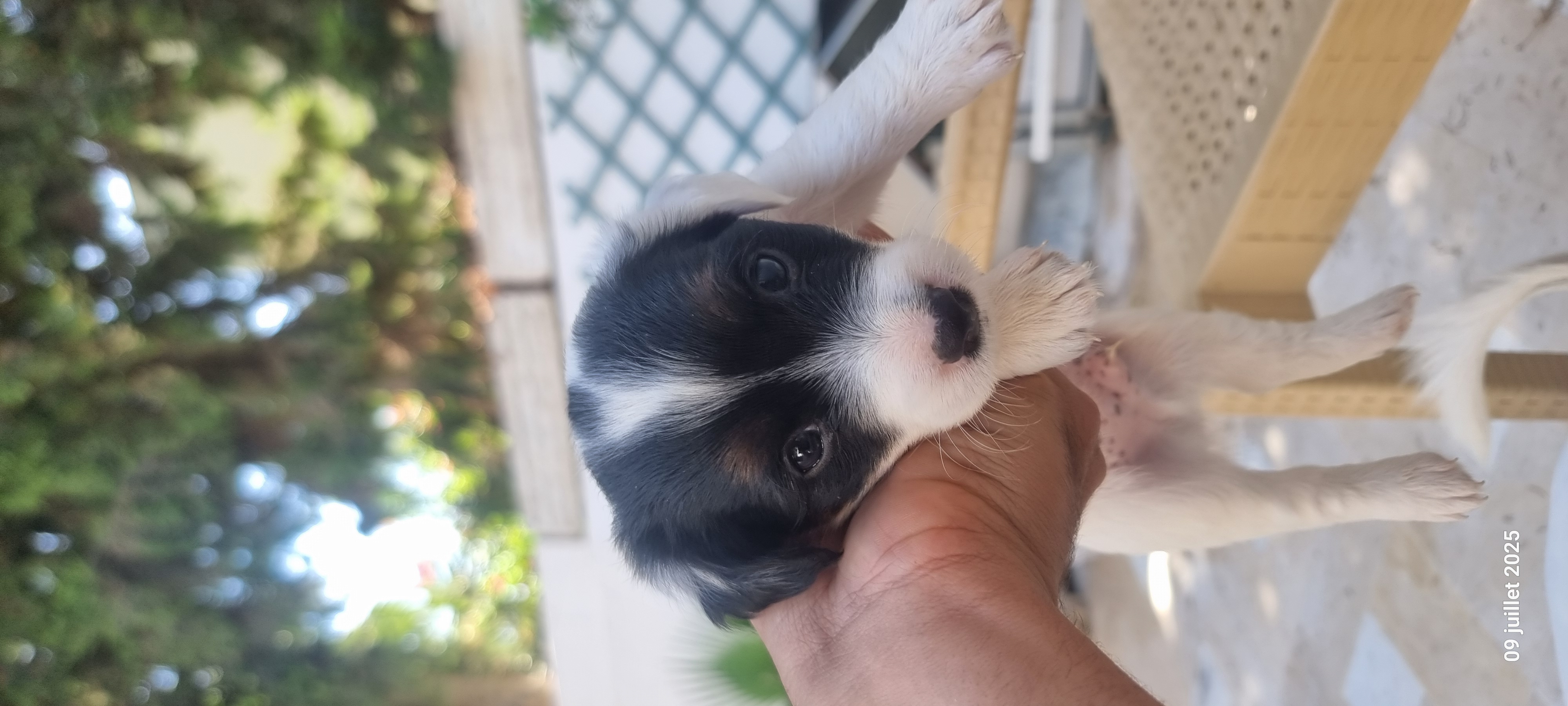 La Marsa Sidi Daoud Chiens Autre Chiot jack russel