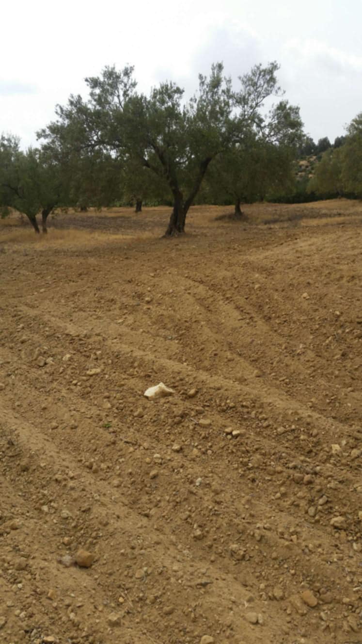 Saouef Saouef Terrain Terrain agricole Ferme 5 hectares