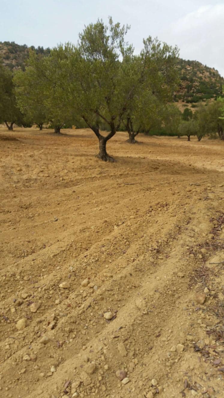 Saouef Saouef Terrain Terrain agricole Ferme 5 hectares