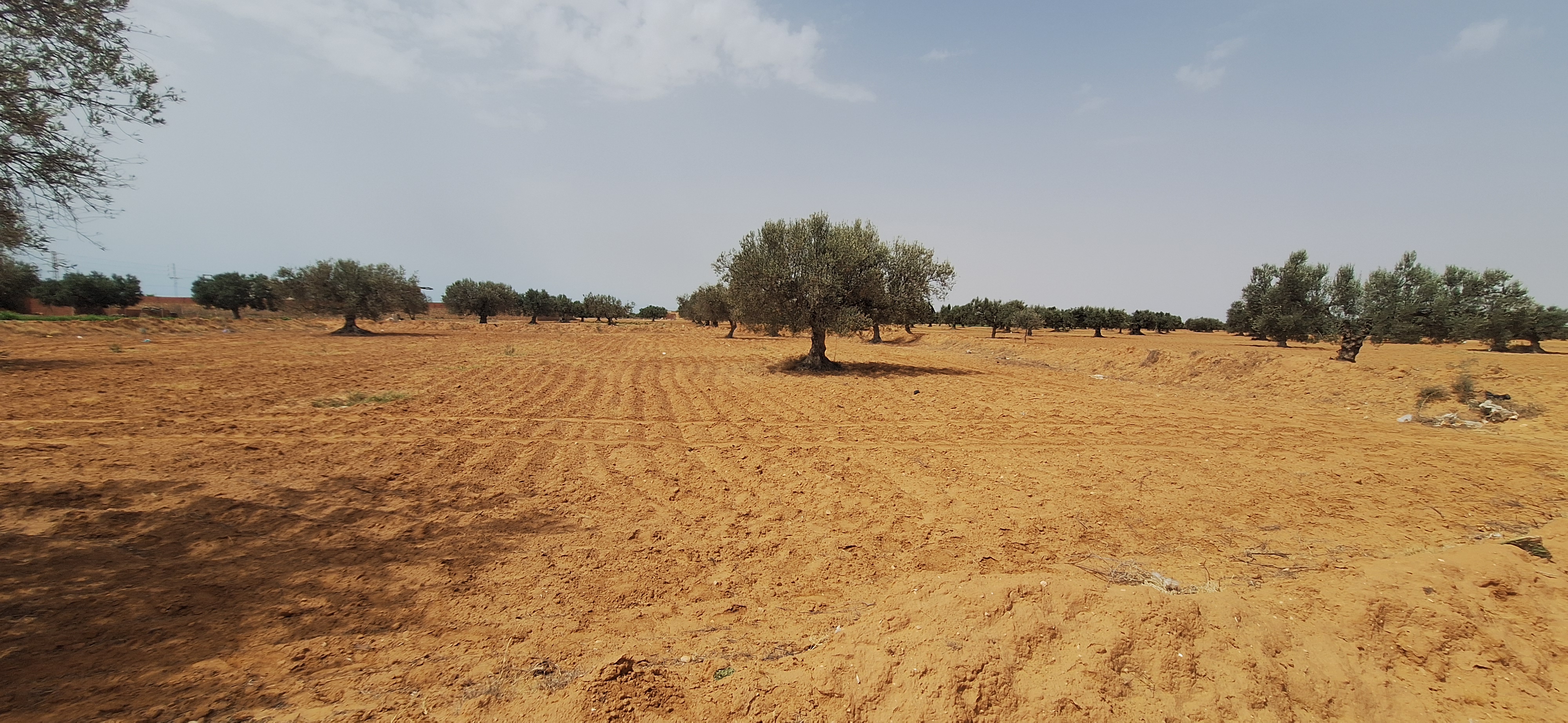 El Amra Dhraa Ben Ziad Terrain Terrain agricole Personnelle