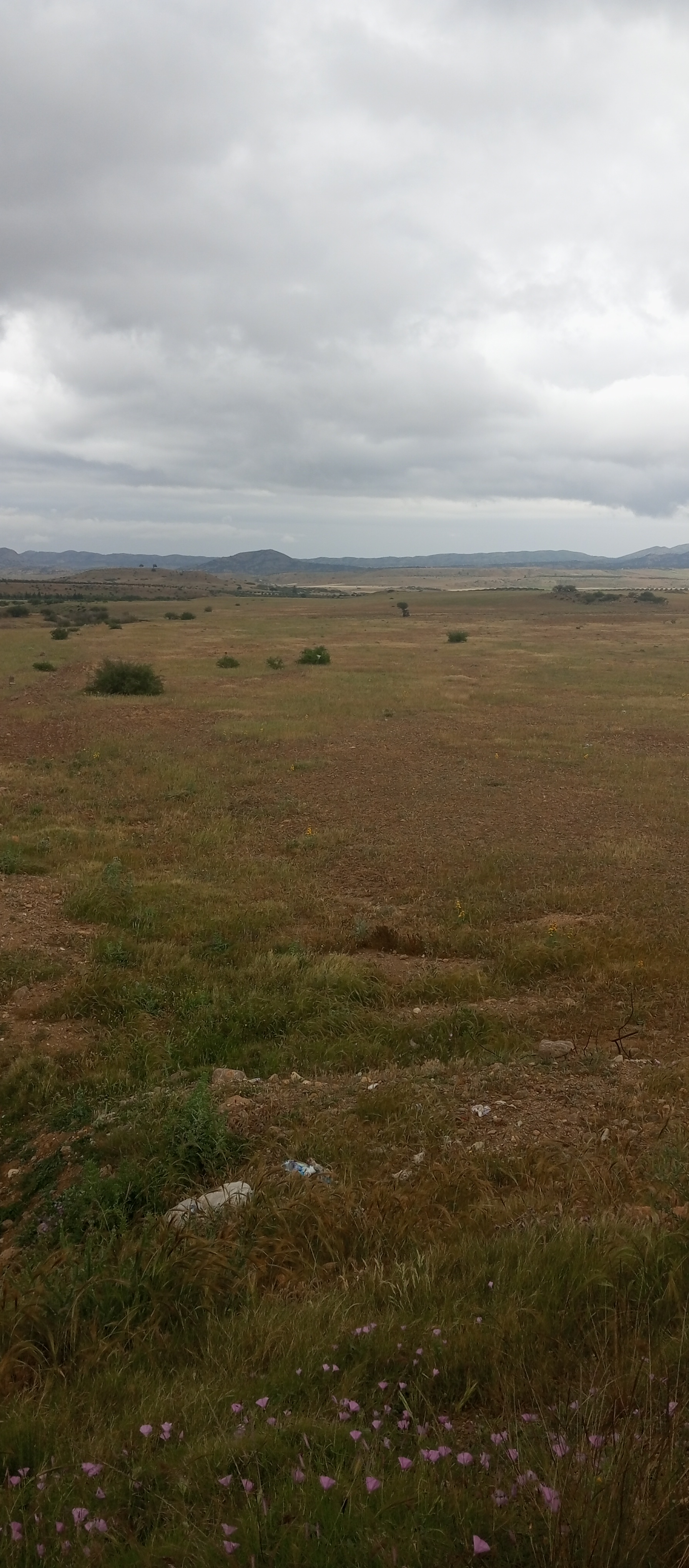 Oueslatia Oueslatia Terrain Terrain agricole Grande ferme