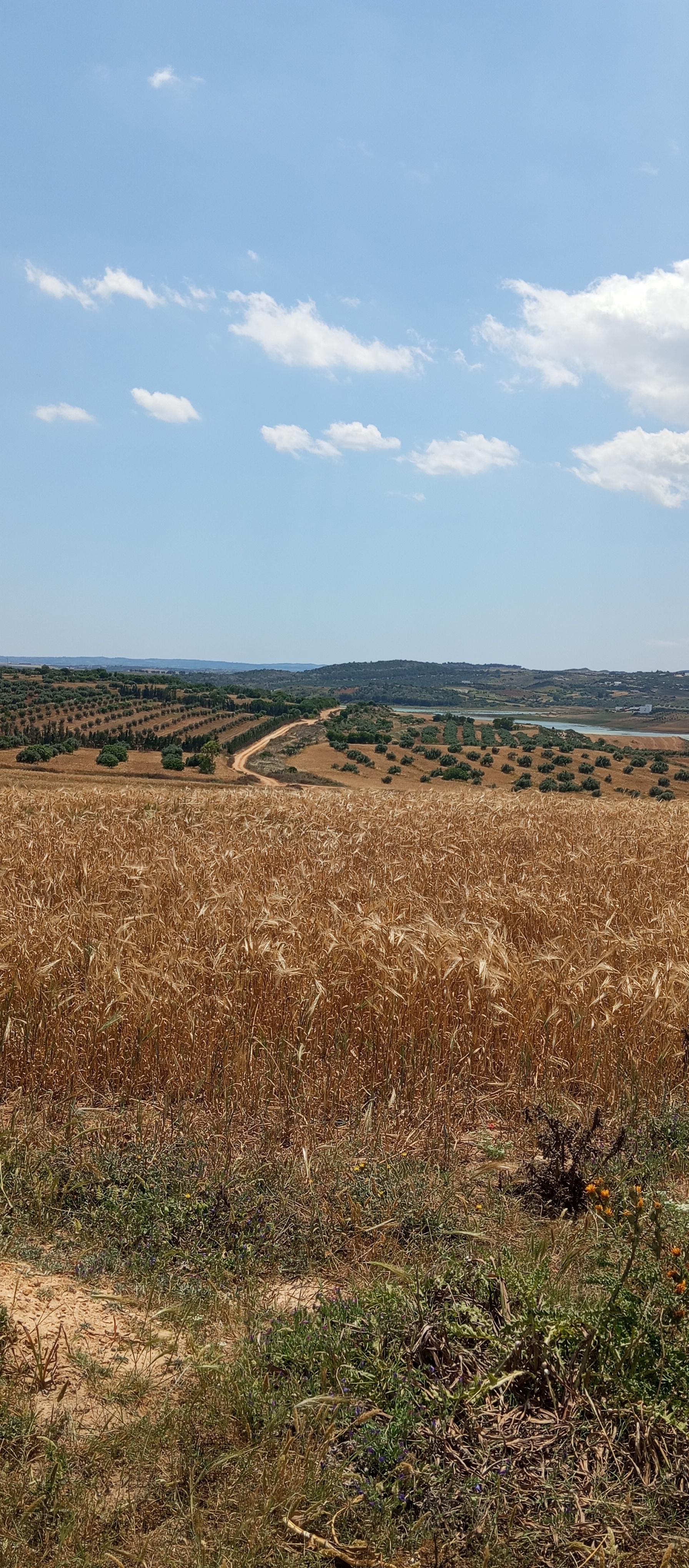 Mejez El Bab Mejez El Bab Terrain Terrain agricole Terrain zitoun
