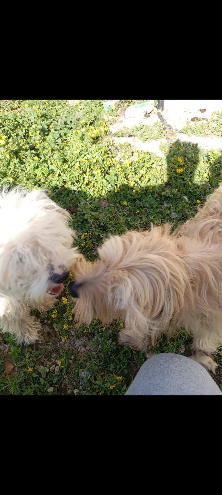 La Marsa El Aouina Chiens Autre Adorables chiots havamalt