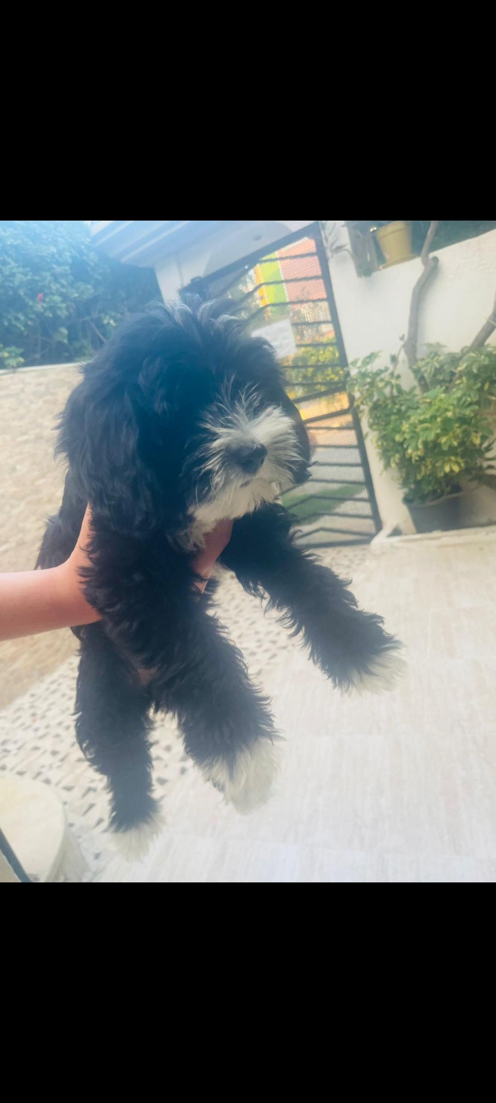 La Marsa El Aouina Chiens Autre Adorables chiots havamalt