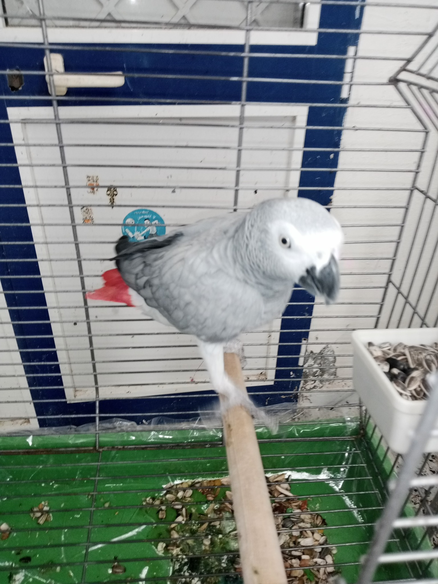 La Soukra Aeroport Tunis Carthage Oiseaux Autre Deux gris de gabon tres bien apprivois