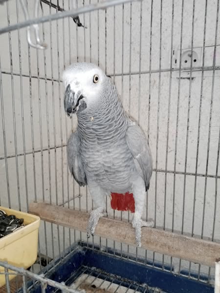La Soukra Aeroport Tunis Carthage Oiseaux Autre Deux gris de gabon tres bien apprivois
