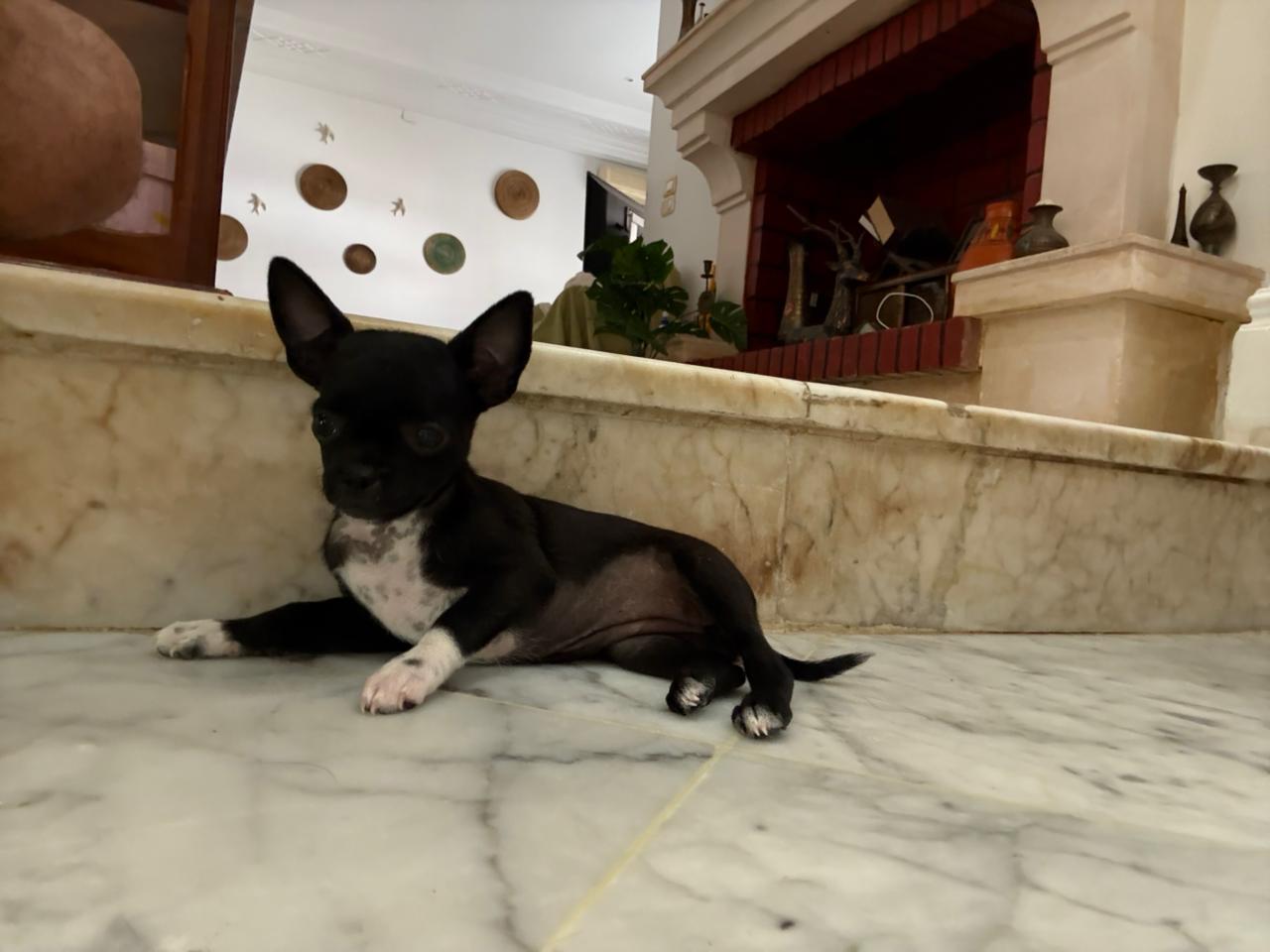 Nabeul Nabeul Chiens Autre Chihuahuas