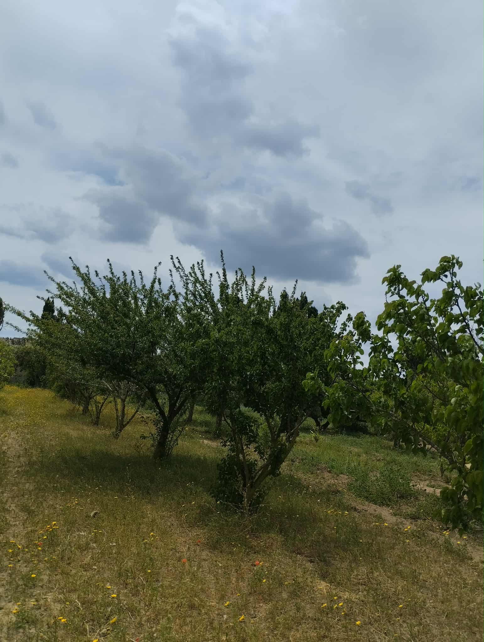 Nabeul Nabeul Terrain Terrain agricole Terrain  200 mtres de la route nationale