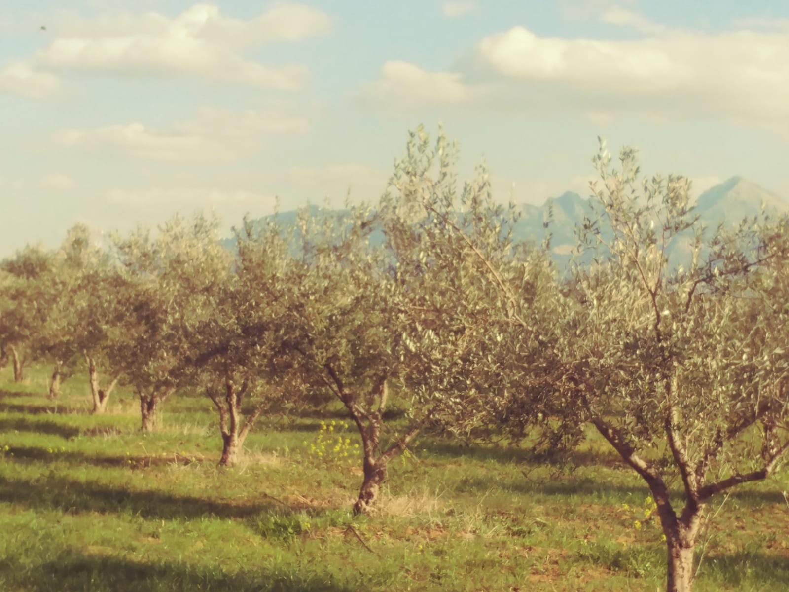 Bir Mcherga Sminja Terrain Terrain agricole Une ferme agricole 1900 oliviers