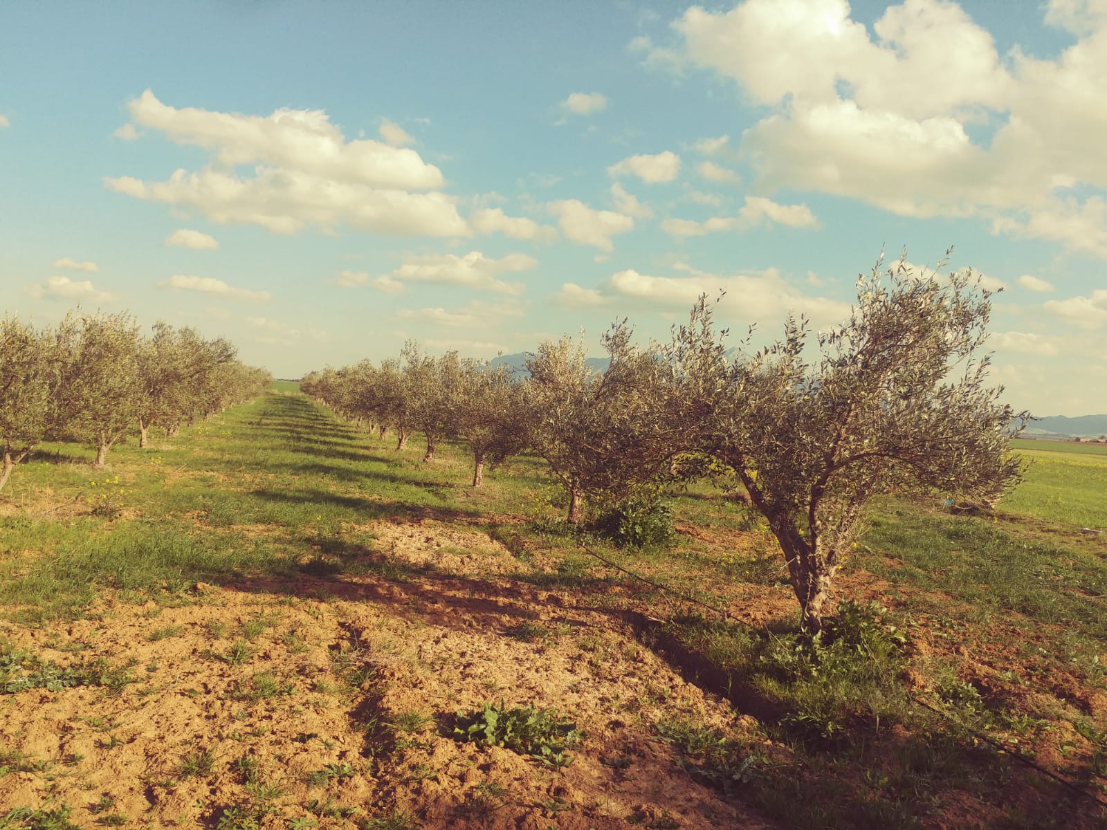 Bir Mcherga Sminja Terrain Terrain agricole Une ferme agricole 1900 oliviers