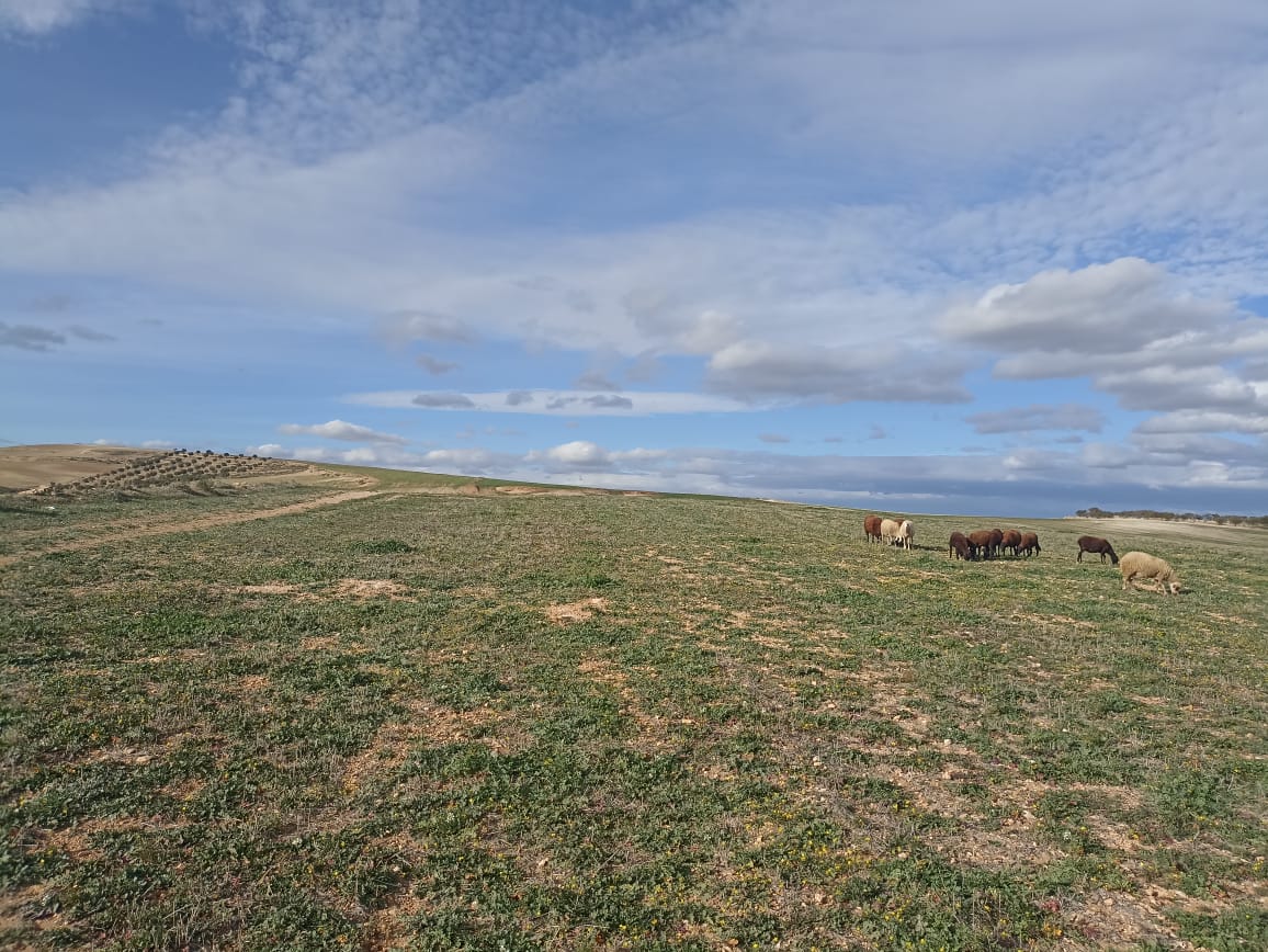 Bir Mcherga Bir Mcherga Terrain Terrain agricole 11 hectares  2 hectares d'oliviers  9 hectares nu