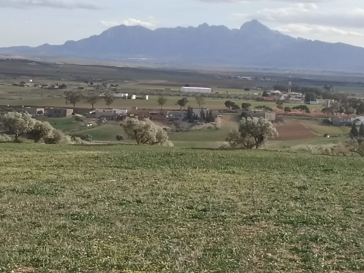 Bir Mcherga Bir Mcherga Terrain Terrain agricole 11 hectares  2 hectares d'oliviers  9 hectares nu