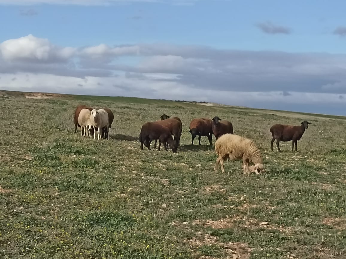Bir Mcherga Bir Mcherga Terrain Terrain agricole 11 hectares  2 hectares d'oliviers  9 hectares nu