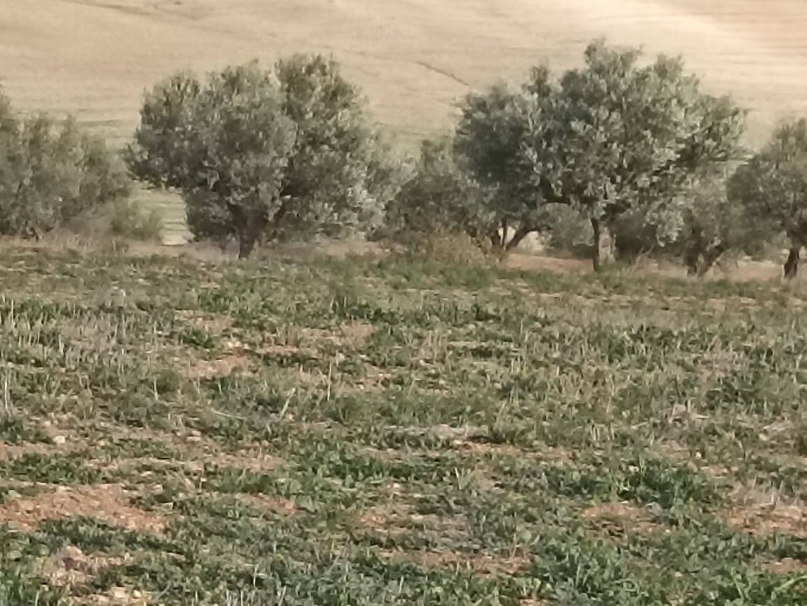 Bir Mcherga Bir Mcherga Terrain Terrain agricole 11 hectares  2 hectares d'oliviers  9 hectares nu