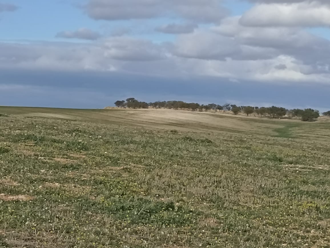 Bir Mcherga Bir Mcherga Terrain Terrain agricole 22 hectares 4 hectares d'oliviers 18 hectares nu