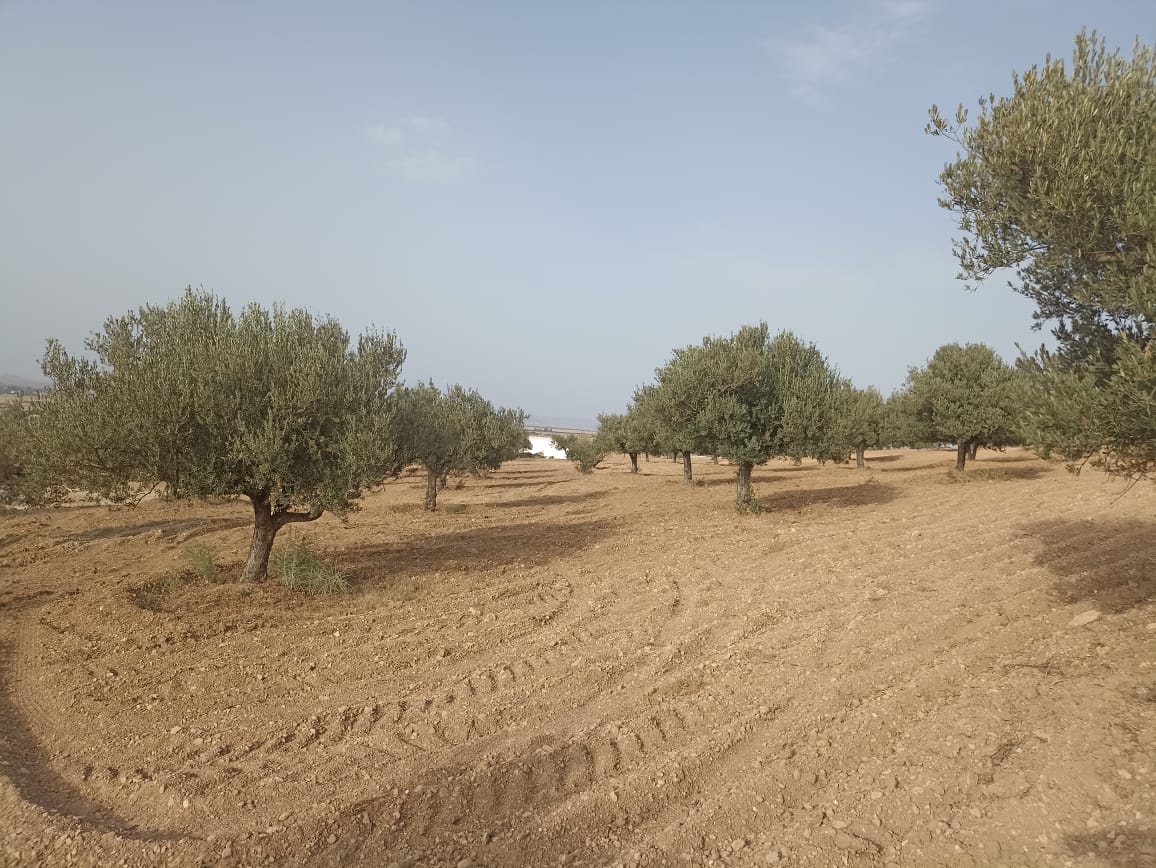 Bir Mcherga Sminja Terrain Terrain agricole 2 hectares 200 oliviers