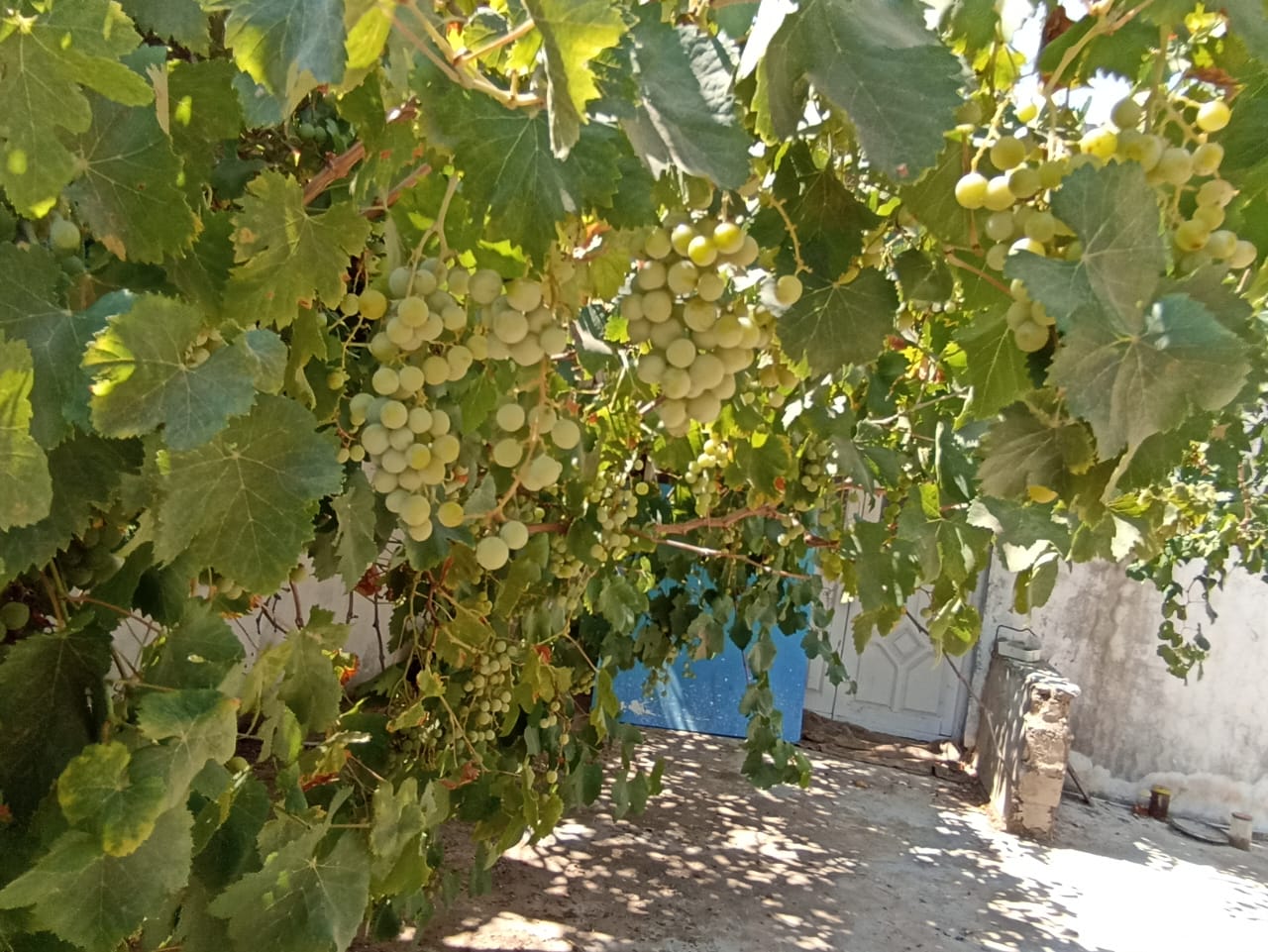 Bir Mcherga Delaiel El Arouss Terrain Terrain agricole Petite ferme 47km de tunis