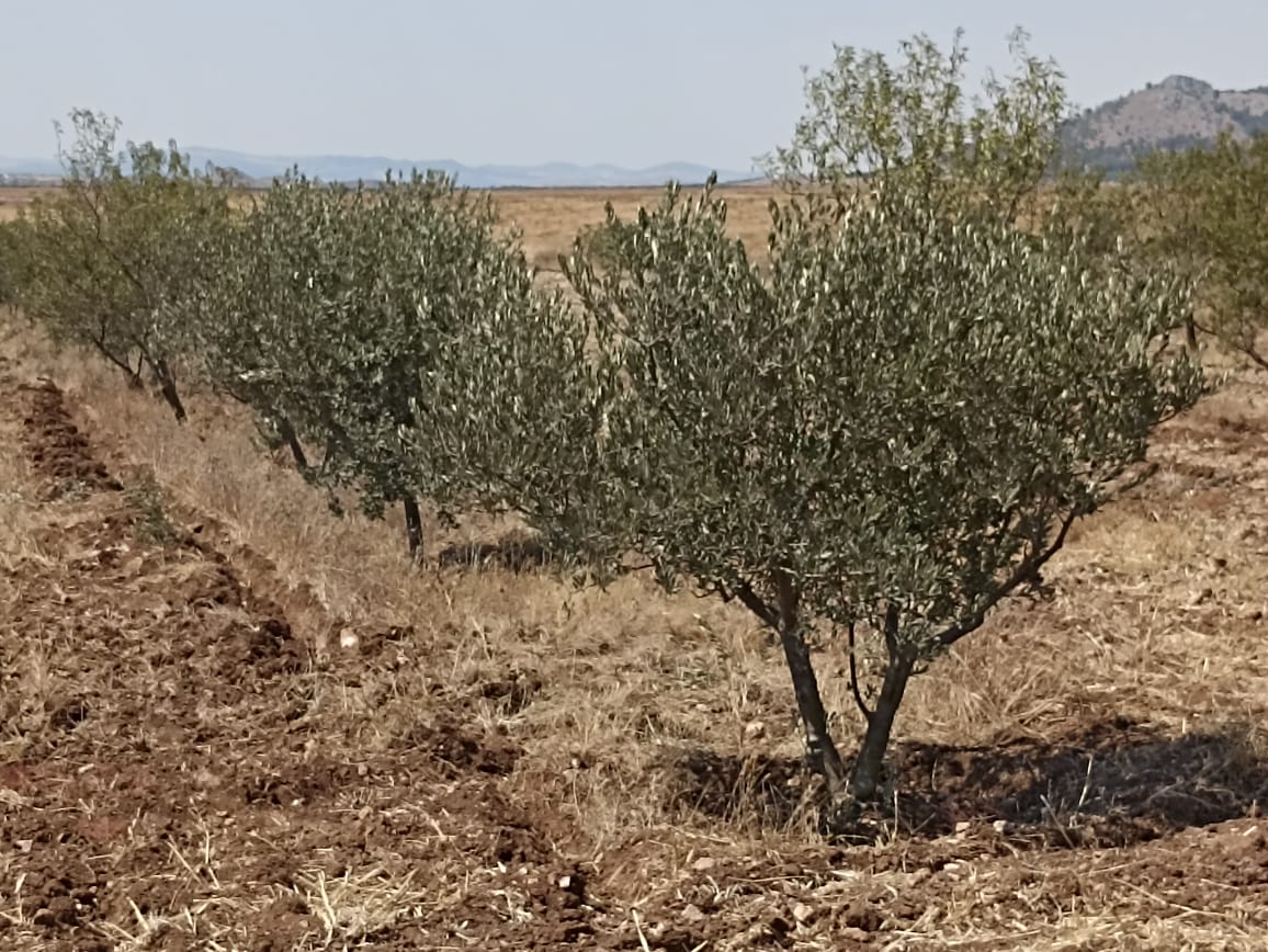 Bir Mcherga Delaiel El Arouss Terrain Terrain agricole Petite ferme 47km de tunis