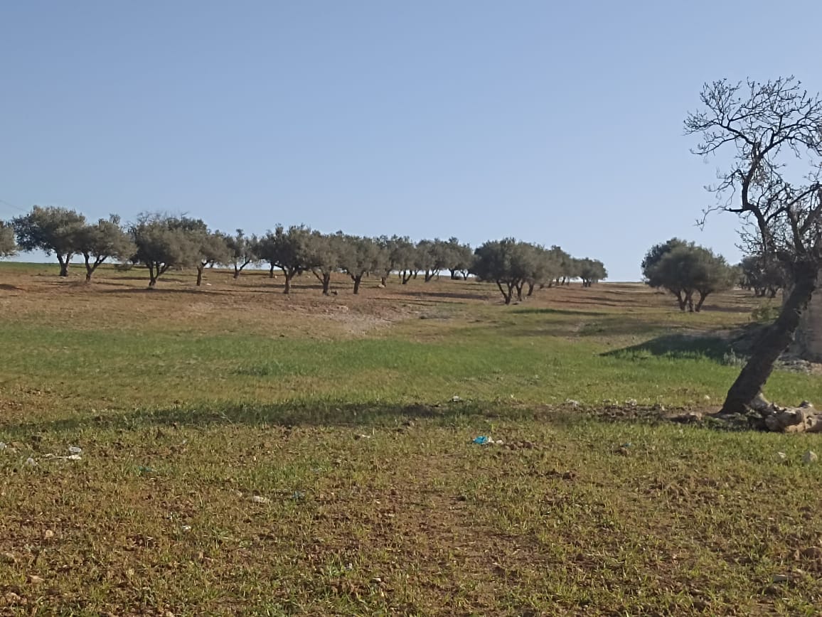 Bir Mcherga Bir Mcherga Terrain Terrain agricole 5 hectare 1h oliviers 4h nu
