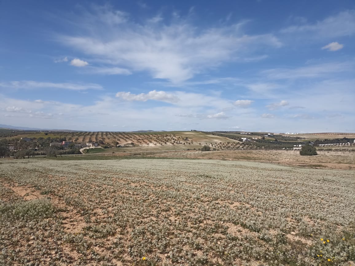 Bir Mcherga Bir Mcherga Terrain Terrain agricole 5 hectare 1h oliviers 4h nu