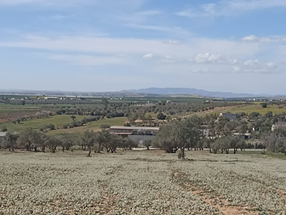 Bir Mcherga Bir Mcherga Terrain Terrain agricole 5 hectare 1h oliviers 4h nu