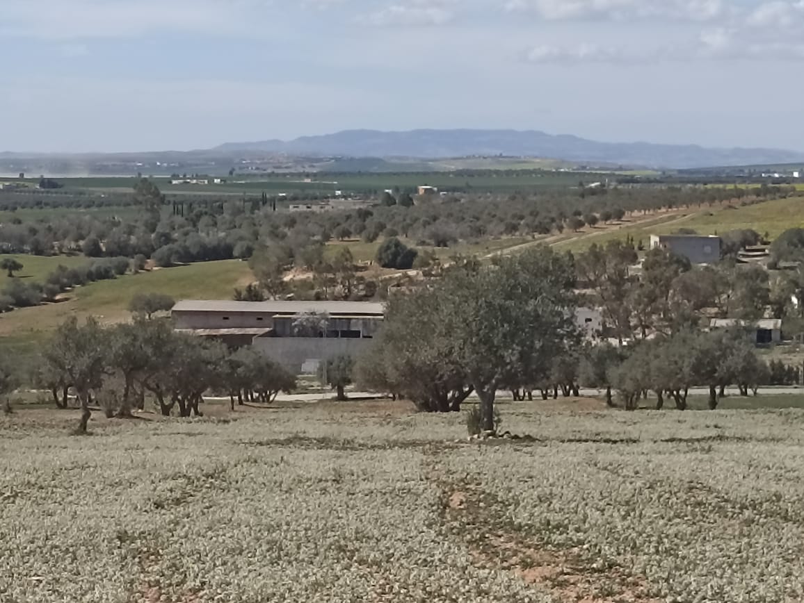 Bir Mcherga Bir Mcherga Terrain Terrain agricole 5 hectare 1h oliviers 4h nu