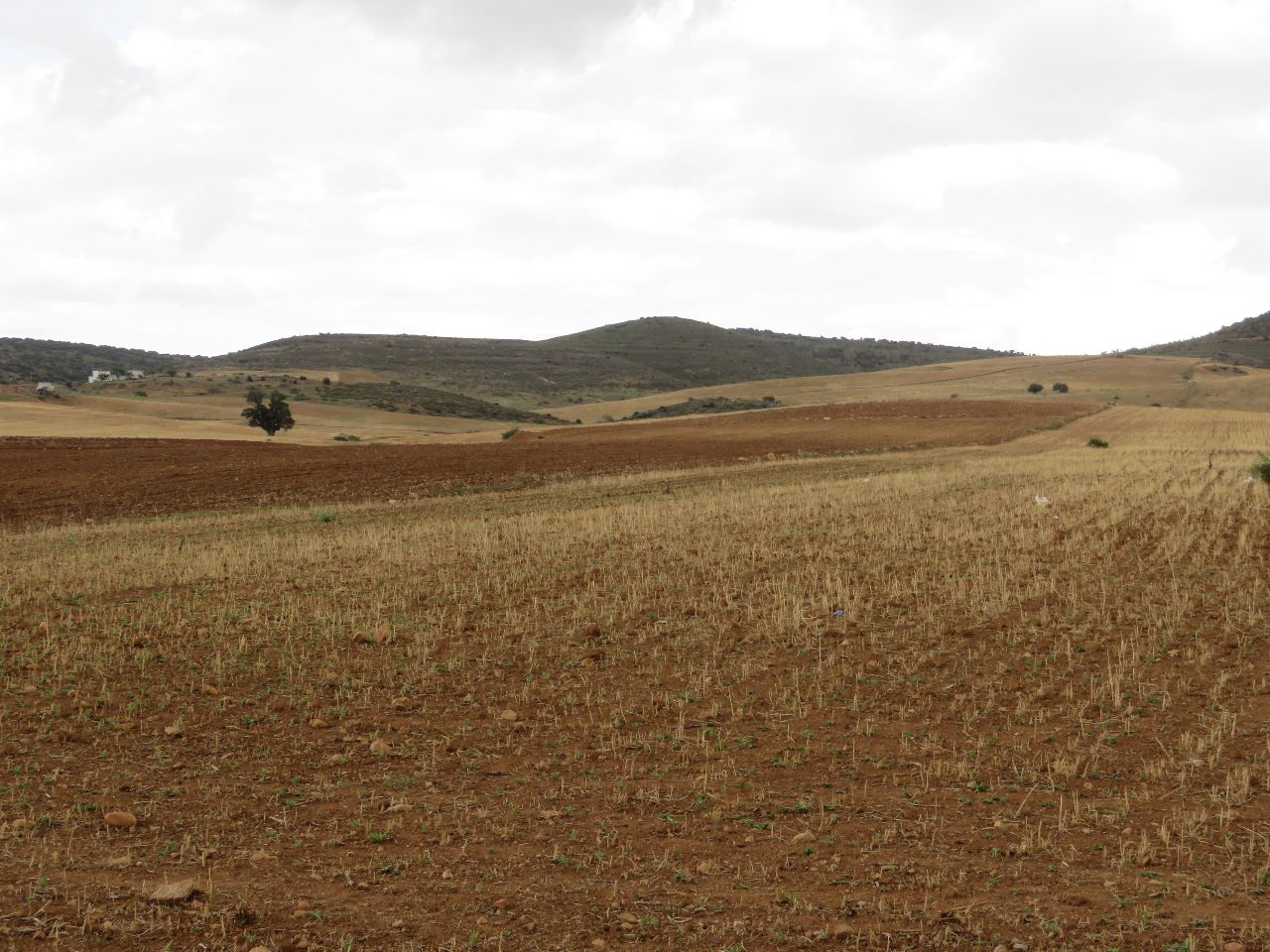 Bir Mcherga Bir Mcherga Terrain Terrain agricole 29 hectares   ct de l'autoroute