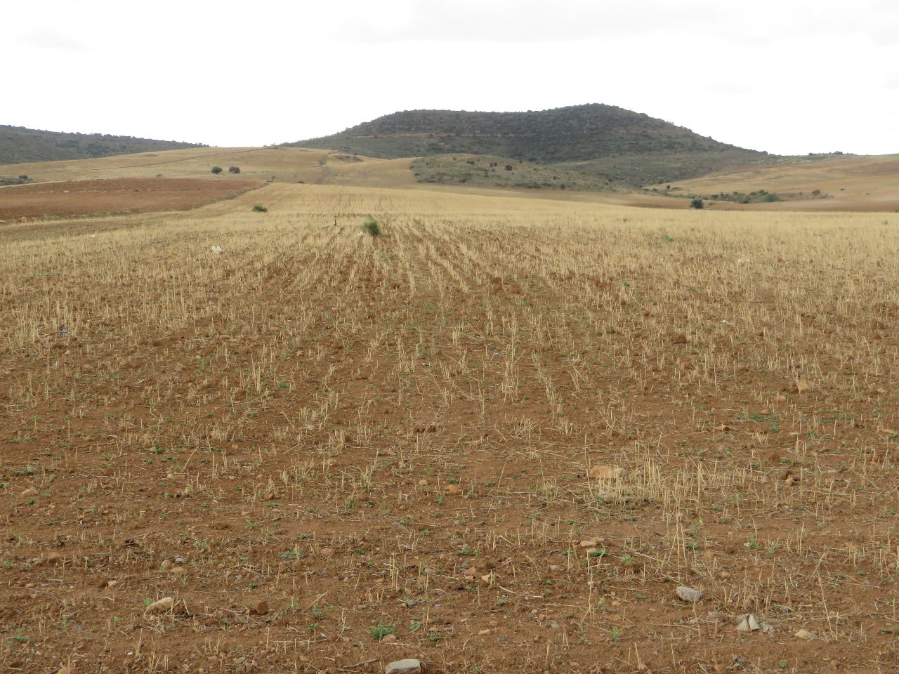 Bir Mcherga Bir Mcherga Terrain Terrain agricole 29 hectares   ct de l'autoroute