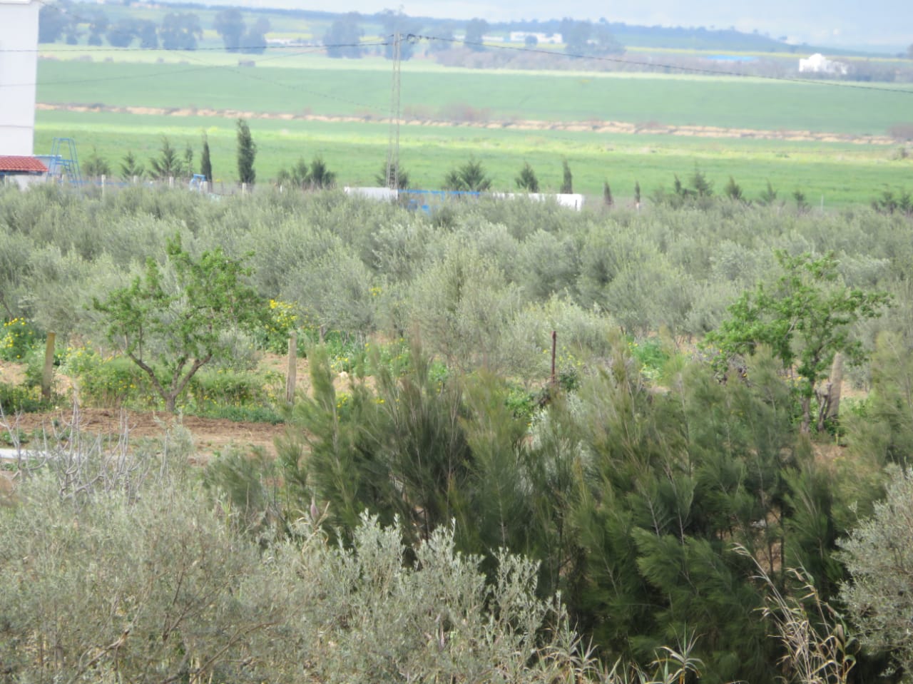 Bir Mcherga Boucha Terrain Terrain agricole Belle ferme 7 hectares villa haute standing