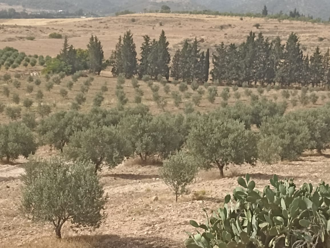 El Fahs Bent Saidane Terrain Terrain agricole Ferme 5 hectares 700 oliviers