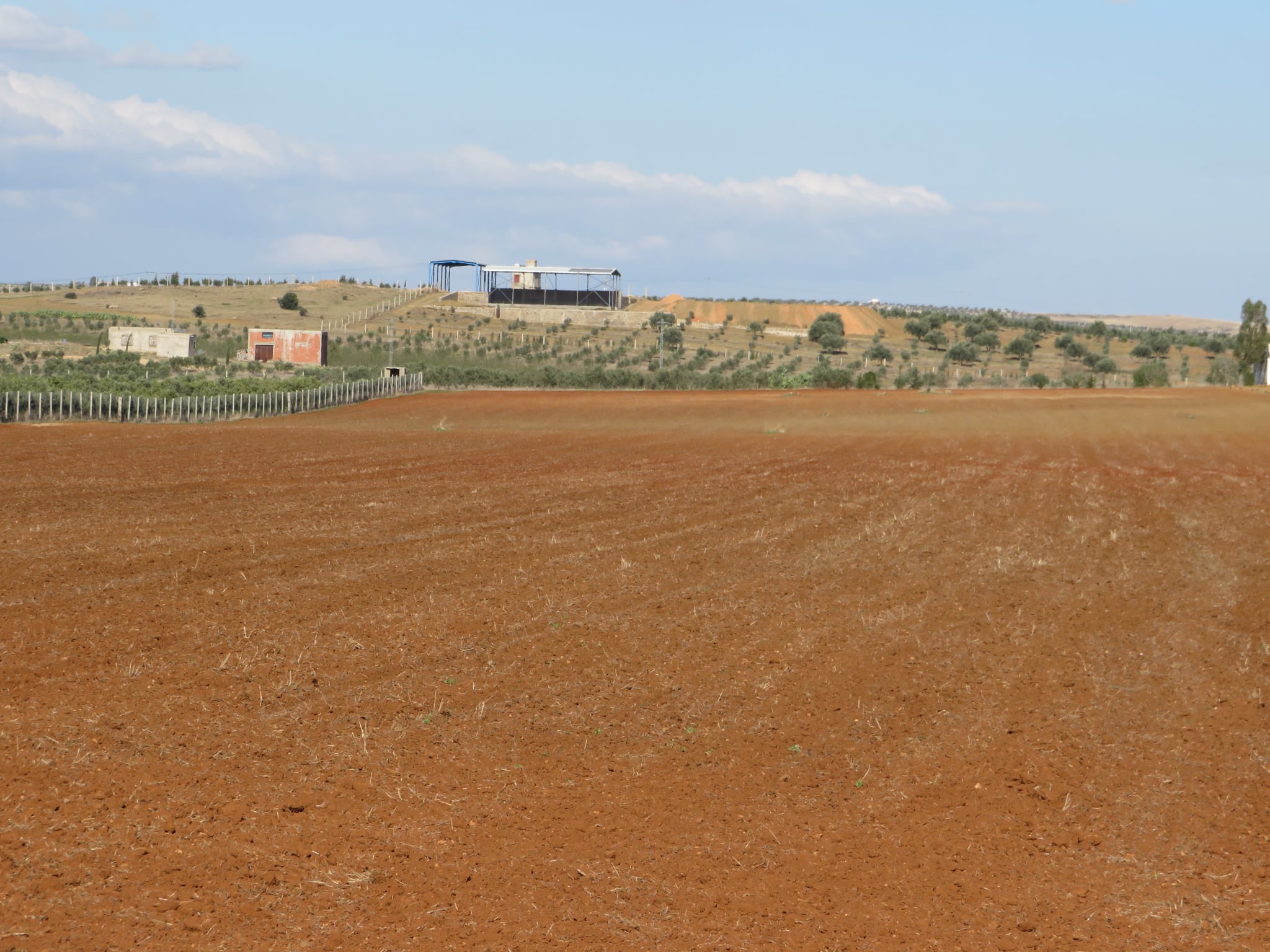Bir Mcherga Bir Mcherga Terrain Terrain agricole 2 hectares sur la route goudronne  48km de tunis