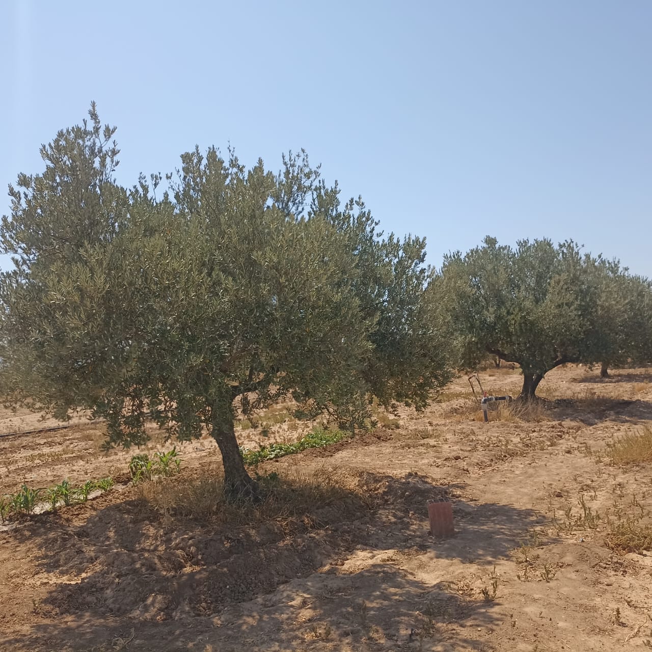 El Fahs El Amaiem Terrain Terrain agricole Ferme 65 km de tunis