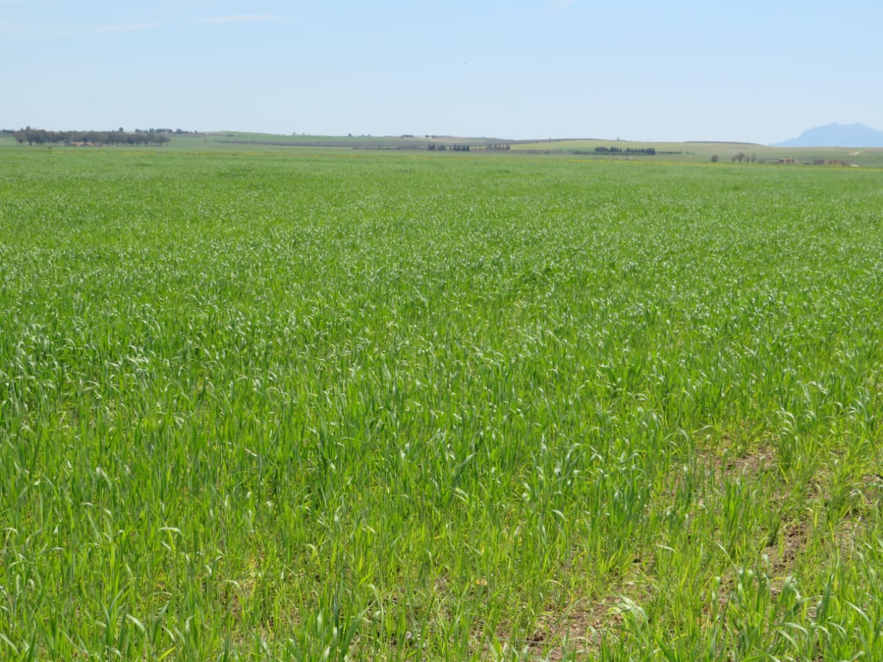 Bir Mcherga Boucha Terrain Terrain agricole Excellente 22 hectares plat