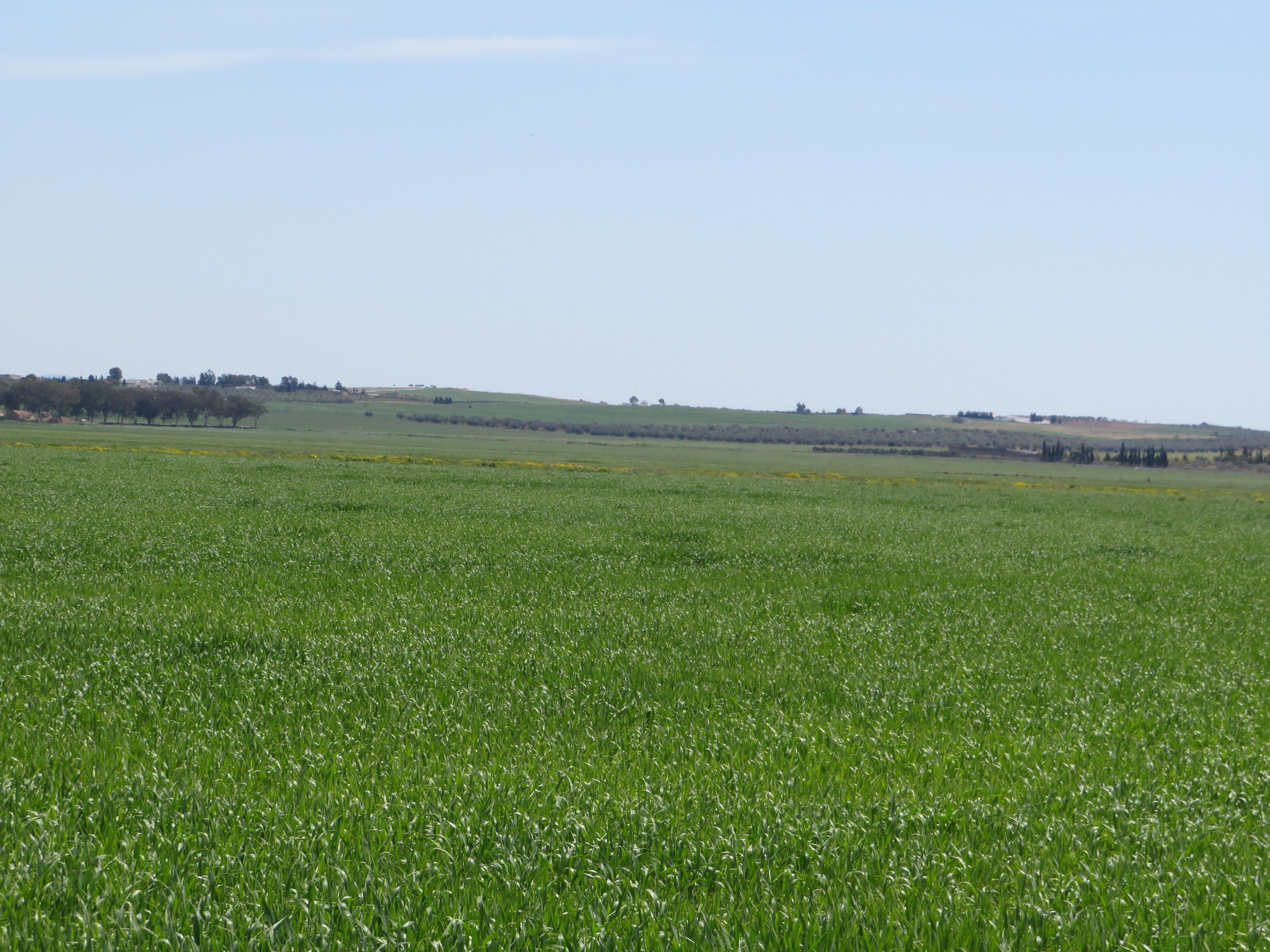 Bir Mcherga Boucha Terrain Terrain agricole 22 hectare  terrain plat et fertile