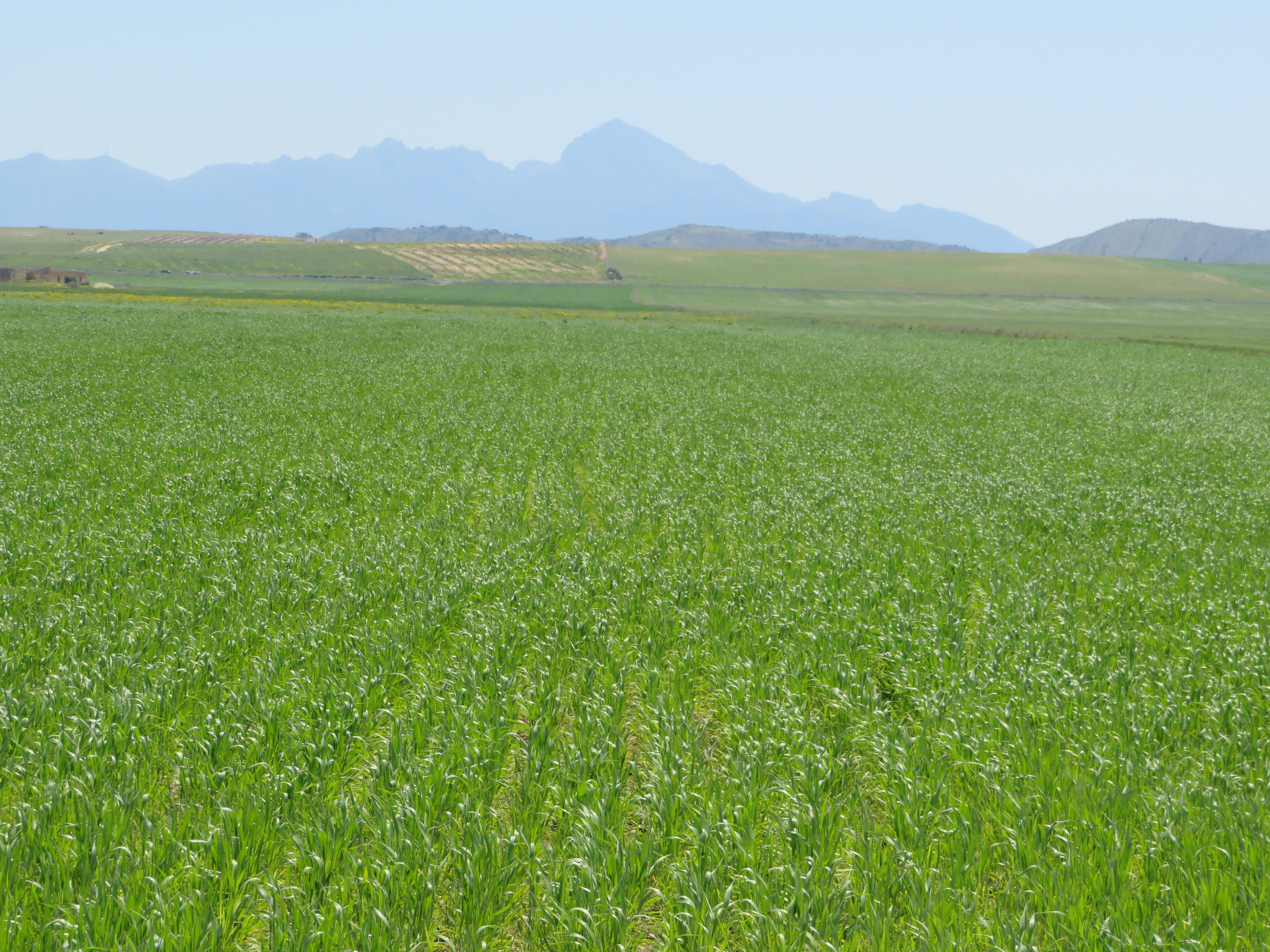 Bir Mcherga Boucha Terrain Terrain agricole 22 hectare  terrain plat et fertile