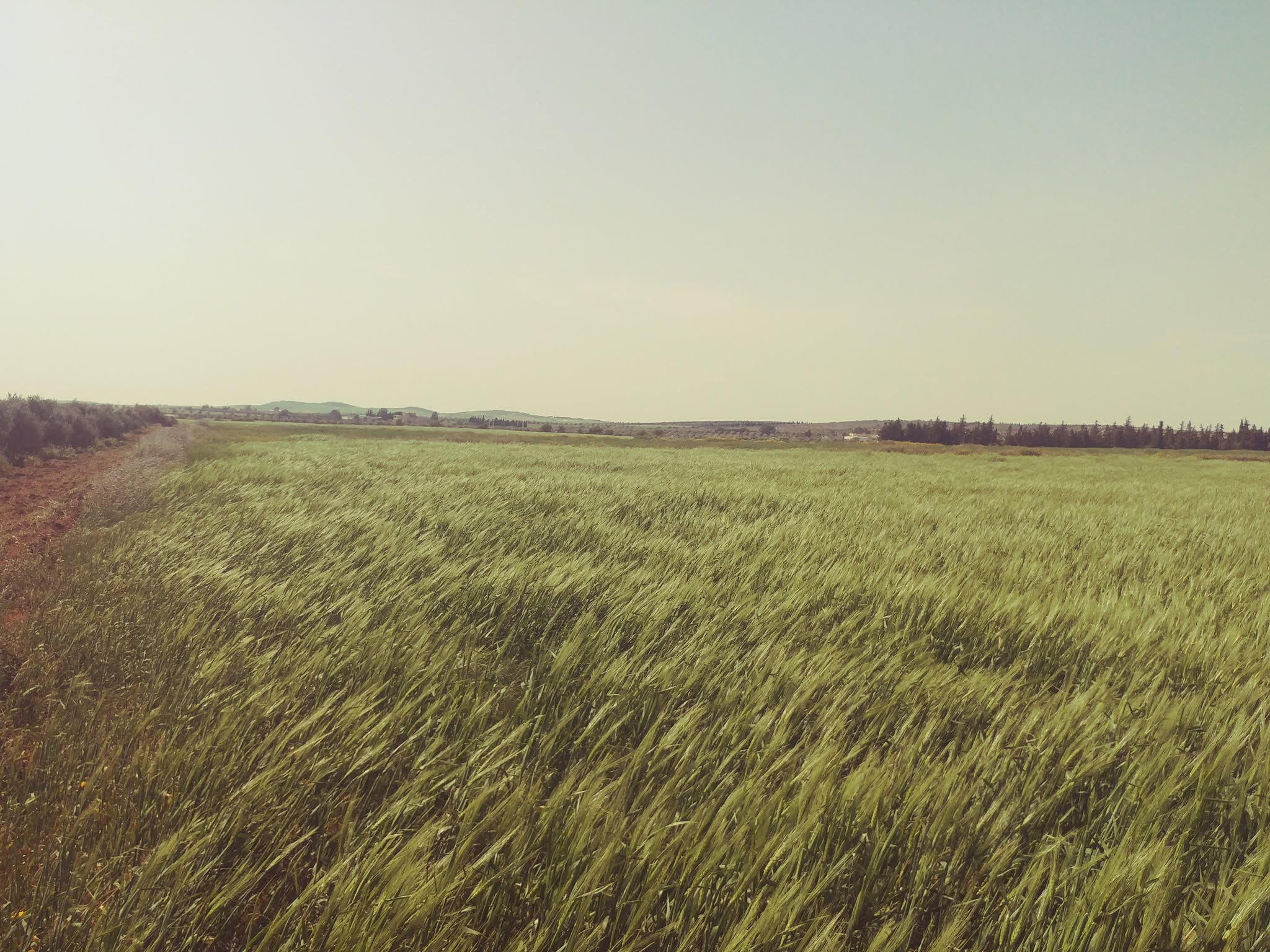 Bir Mcherga Bir Mcherga Terrain Terrain agricole 2 hectares et 7 500 m2 nu mnagaa