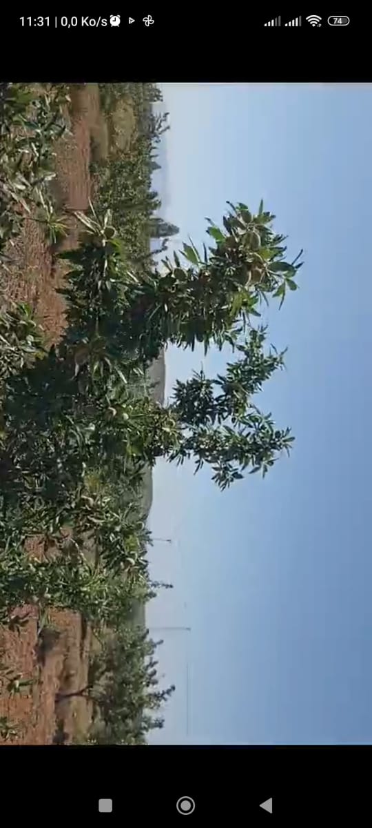 Bir Mcherga Delaiel El Arouss Terrain Terrain agricole Ferme 6hectares et 5000m2