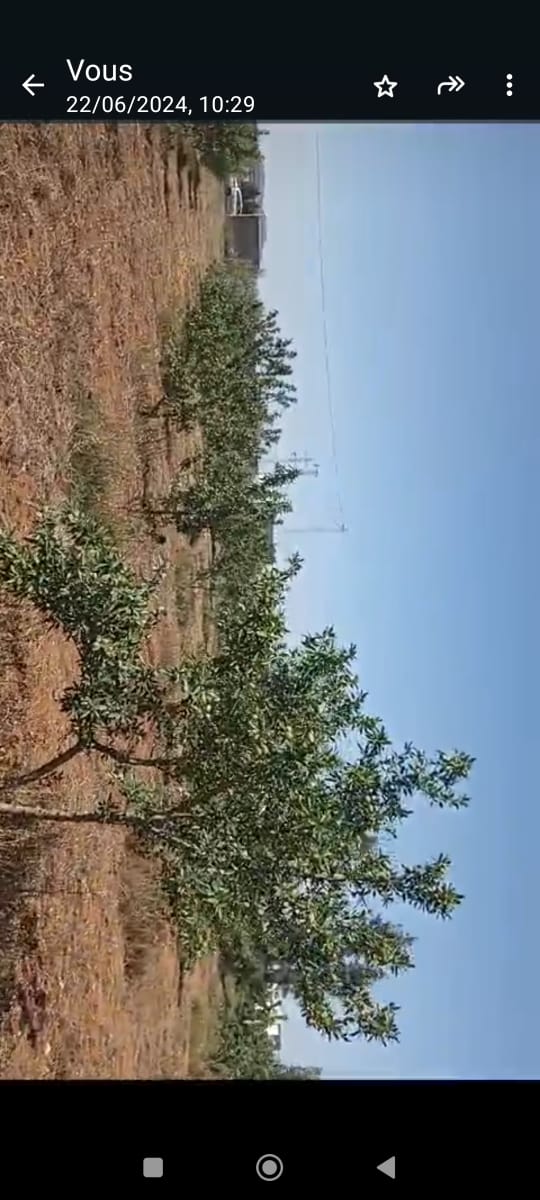 Bir Mcherga Delaiel El Arouss Terrain Terrain agricole Ferme 6hectares et 5000m2