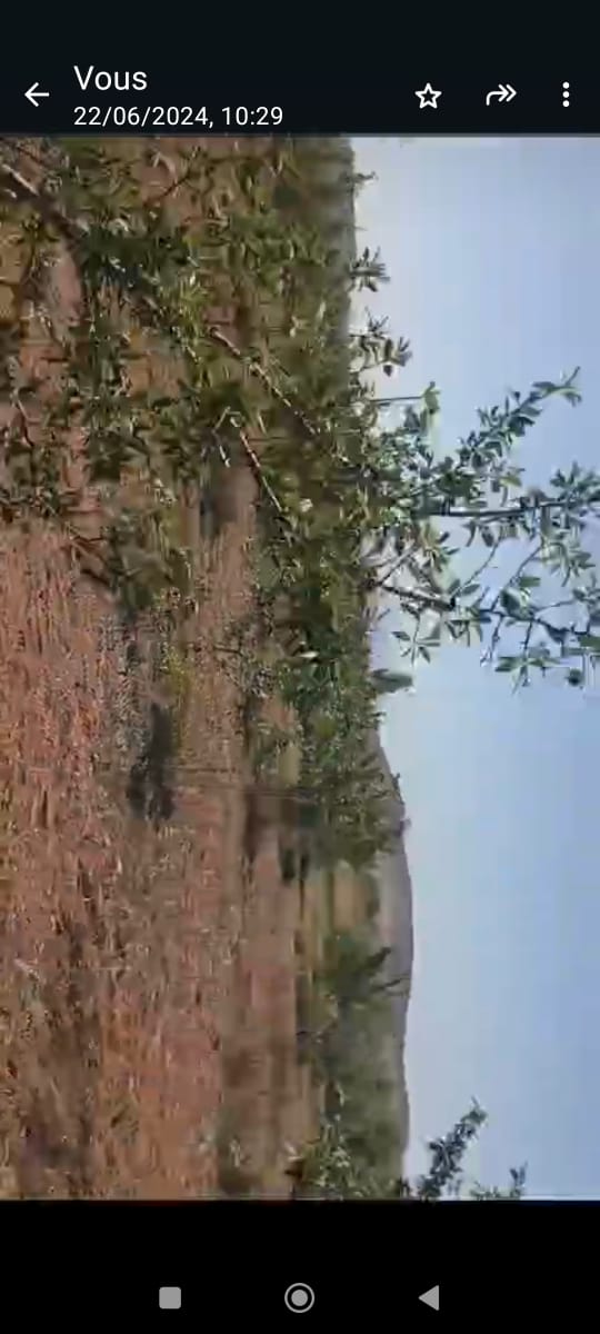 Bir Mcherga Delaiel El Arouss Terrain Terrain agricole Ferme 6hectares et 5000m2