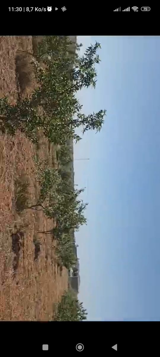 Bir Mcherga Delaiel El Arouss Terrain Terrain agricole Ferme 6hectares et 5000m2